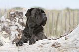 CANE CORSO 548